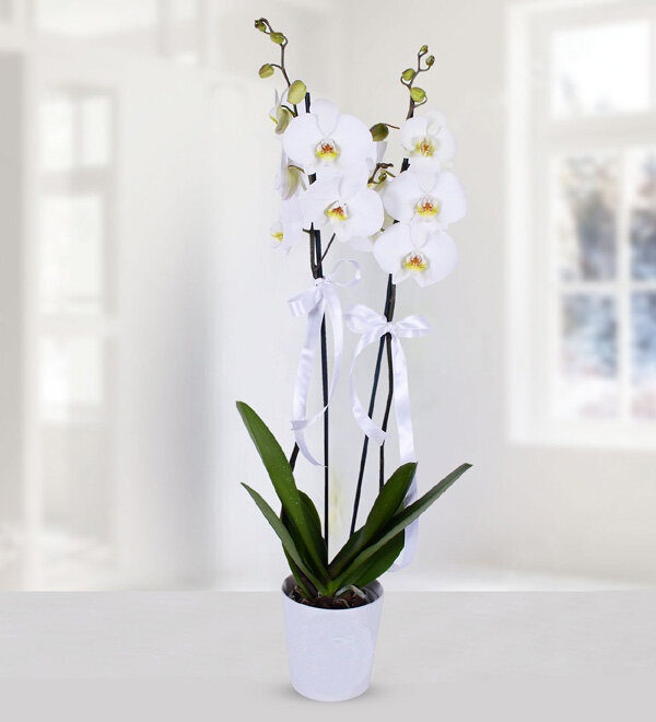 2-dal-beyaz-orkide-cicegi